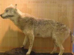 Loup Honshu